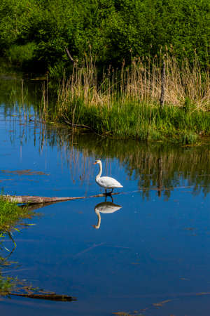 Landscape of small river with white swan.の写真素材
