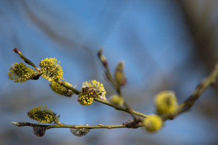 Natural bee on twig of willow tree.の写真素材