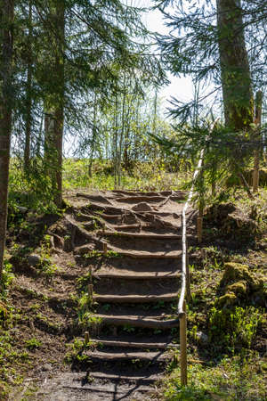 Natural ground stair up in a forest.の写真素材