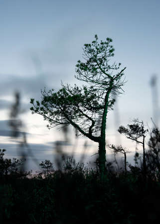 Abstract green light on tree in bog.の写真素材