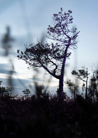 Abstract violet light on tree in bog.
