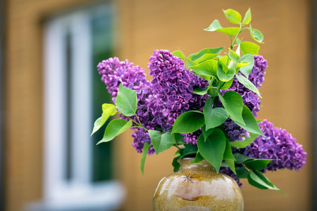 View to house and blooming lilac.
