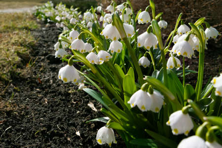 Growing snowdrops on a flower bed.の写真素材
