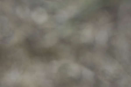 View to the defocused grey branches of tree outside.の写真素材