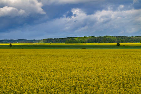View to rapeseed field in a cloudy day.の写真素材