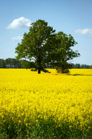 Landscape of rape field with big tree.の写真素材