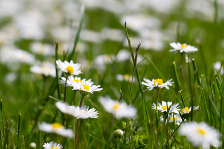 Blooming white daisies on a lawn.の写真素材