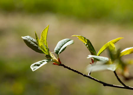 Natural branch of bushes in a spring.