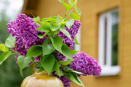 View to house and blooming lilac.の写真素材