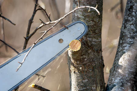 Work by chainsaw in nature.の写真素材