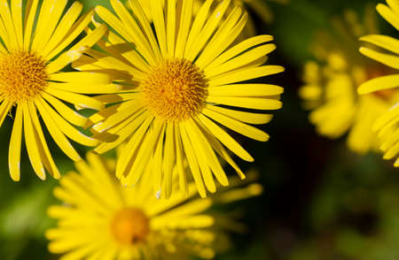Blooming yellow daisies on a lawn.の写真素材