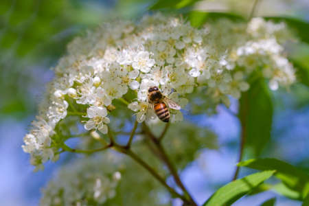 Honey bee on blooming mountain ash.