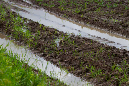 View to the farmland after spring rain.の写真素材