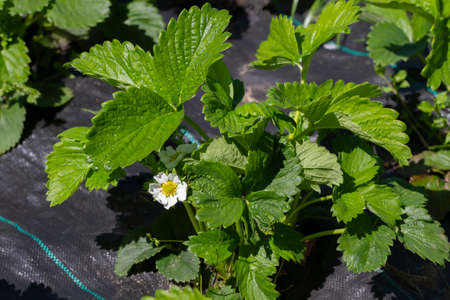 Bushes of strawberries growing on black canvas outdoor.の写真素材