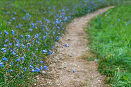 Small gravel path and cornflowers.の写真素材