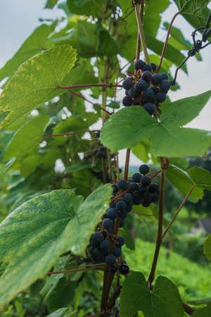 View to grape garden on a hill.の写真素材