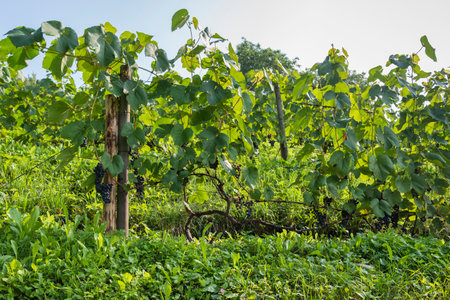 View to grape garden on a hill.の写真素材