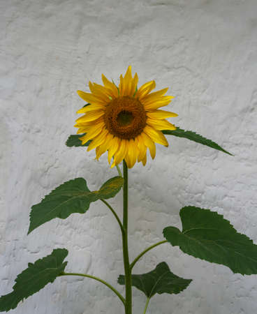 One sunflower grow at the wall of house.の写真素材