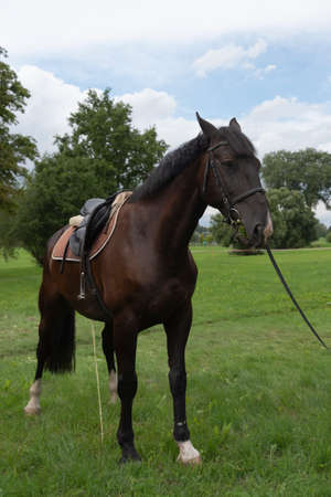 Beautiful horse on a meadow is pissing.の写真素材