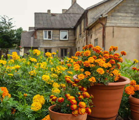 View to flower yard in old small town.の写真素材