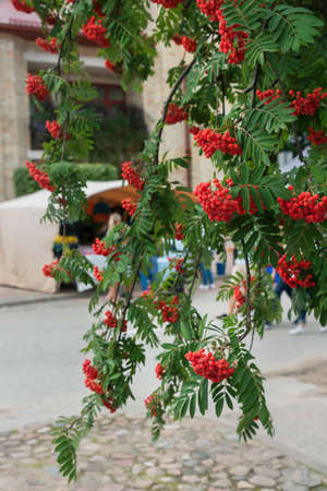 Homemade things for sell on street market.の写真素材