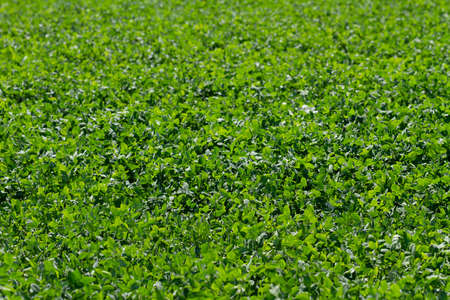 Growing clovers on a field.の写真素材