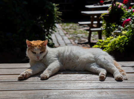 The cat warms up on a tree surface.の写真素材