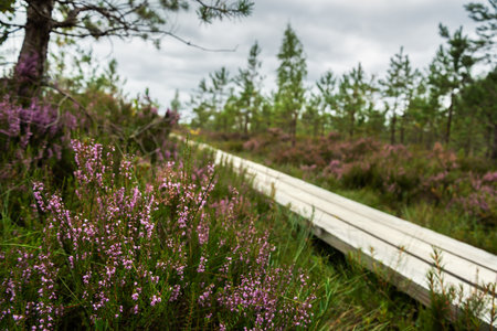 View to wooden pathway in a bog.の写真素材