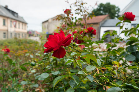 View to flower yard in old small town.の写真素材