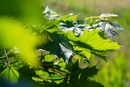 View to growing big maple tree.