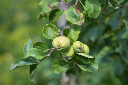 Natural ugly apples on the tree.の写真素材