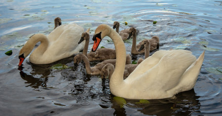 Family of white swans on the pond.の写真素材