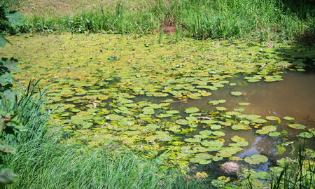 Wild water lily plants on the surface of the lake.の写真素材
