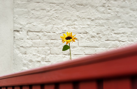 Surviving sunflower behind a red fence.の写真素材