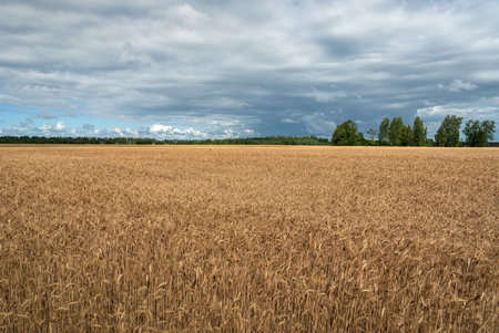 Natural wheat field in the countryside.の写真素材