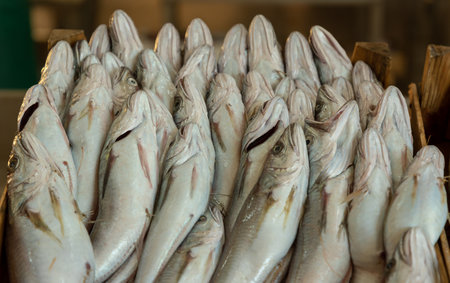 Raw sardines in a box for the fish market.の写真素材