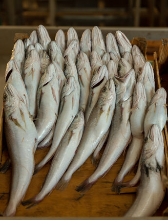 Raw sardines in a box for the fish market.