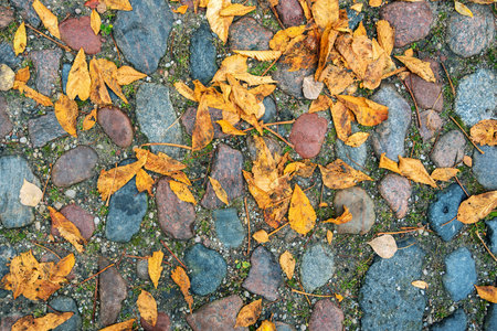 Yellow leaves on the cobblestone road.の写真素材