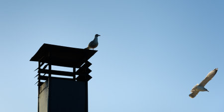 View of a building with a chimney and a bird.の写真素材