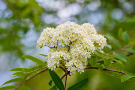 Blooming of mountain ash tree in a springtime.の写真素材
