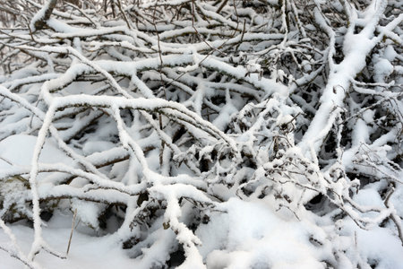 Heap of snowy branches under the snow.の写真素材