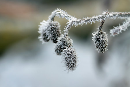 Twigs of tree covered by hoar frost.の写真素材