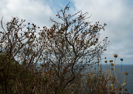 View of plants on a rock near the Mediterranean Sea.の写真素材