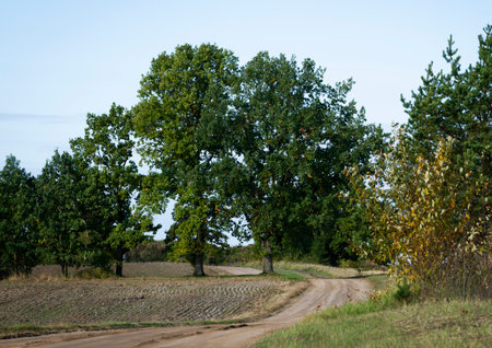 Winding country road in a warm day.の写真素材