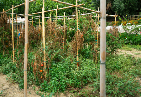 A tomato garden in a courtyard in southern Europe.の写真素材