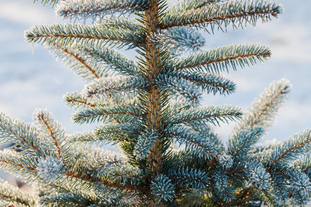 Natural field of growing Christmas trees.