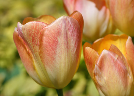 View of growing tulips in a flower bed.の写真素材