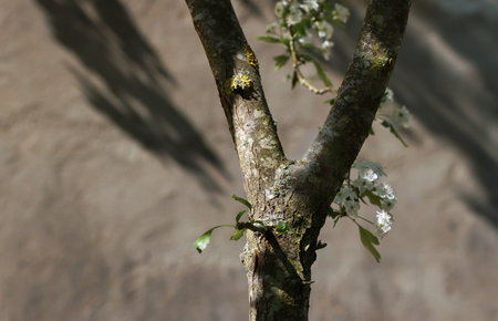 Blooming old tree in spring.の写真素材