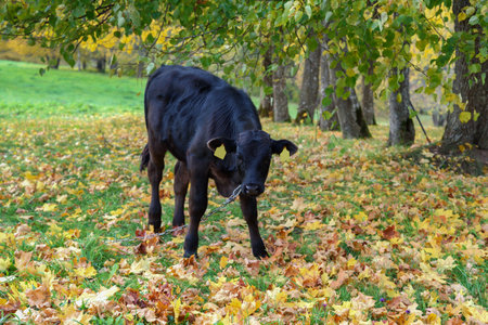 Black calf in the meadow.の写真素材