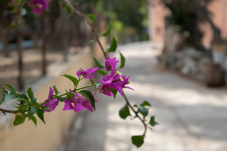 View of blooming purple flowers on a street in Greece.